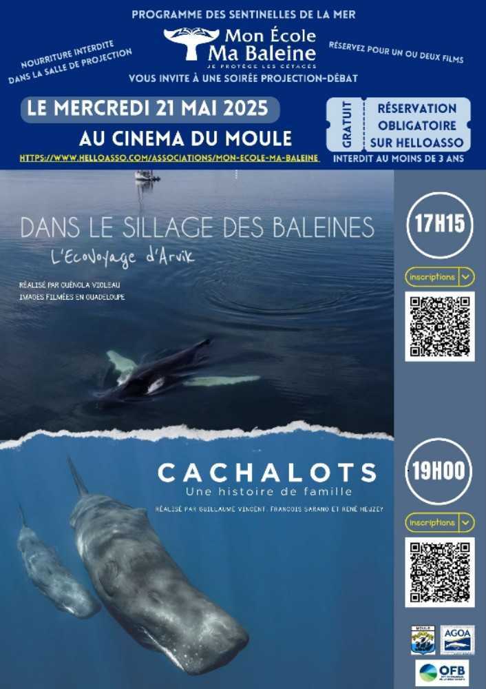 Dans le Sillage des Baleines