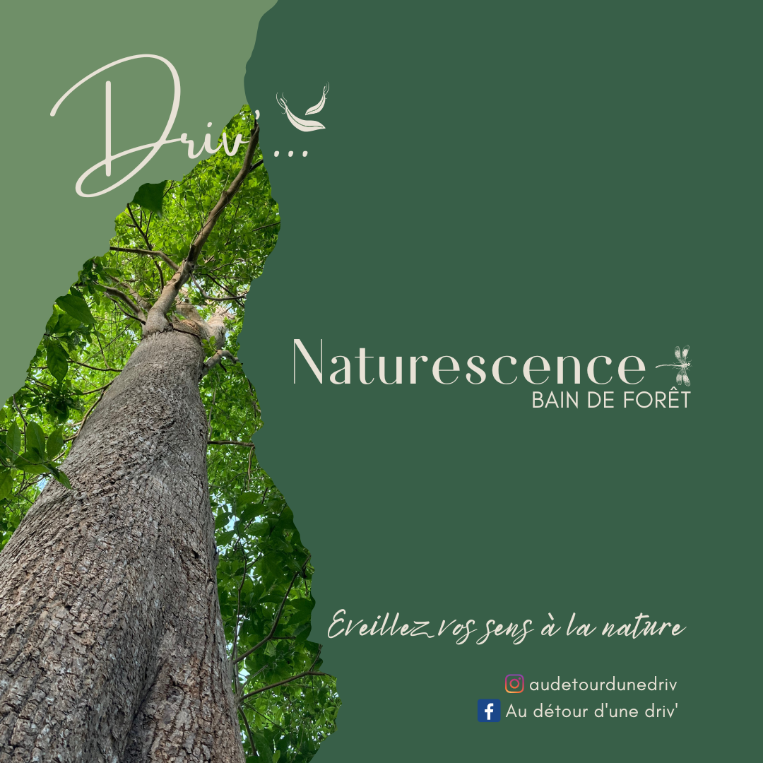 Naturescence, bain de forêt